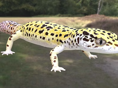 Spotted Reptile Leopard Gecko In Natural Habitat 3d model