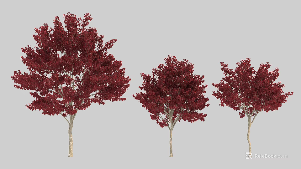 Three Red Leaf Arbor Trees With Light Trunks And Vibrant Foliage 3d model