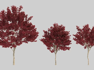 Three Red Leaf Arbor Trees With Light Trunks And Vibrant Foliage 3d model