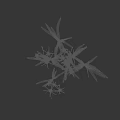 White Spider Lilies With Green Long Leaves Growing In Clusters On Black Background