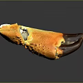 Cooked Crab Claw with Vibrant Orange Shell and Brown Tip on Black Reflective Surface 3d model