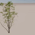 Tall Arbor With Lush Green Leaves And Multiple Branches In Natural Growth