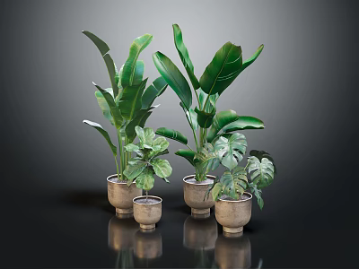 Various Green Houseplants With Diverse Leaf Shapes In Ceramic Pots On Dark Surface 3d model