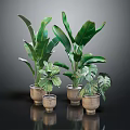 Various Green Houseplants With Diverse Leaf Shapes In Ceramic Pots On Dark Surface 3d model