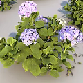 Beautiful Purple Flower Plants With Green Leaves And Scattered Petals