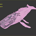 Detailed Biomechanical Whale Model With Skeleton Frame And Metal Components Design