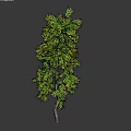 Lush Green Tree With Slender Trunk And Dense Foliage Against Dark Background