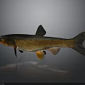 Brown And Orange Fish With Distinct Fins And Tail On Gray Background With Reflection