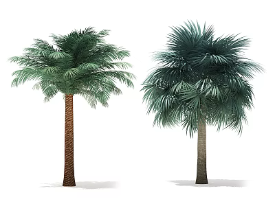 Lush Green Palm Trees With Brown Trunks And Dense Foliage 3d model