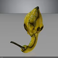 Exotic Yellow Gourd with Unique Curved Shape and Green Spots as Fresh Organic Vegetable