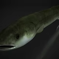 Green Aquatic Fish with Long Streamlined Body Open Mouth and Visible Eyes in Natural Habitat