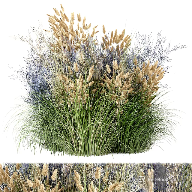 Tall Ornamental Grasses With Green And Golden Feathery Plumes For Natural Garden Decor 3d model 