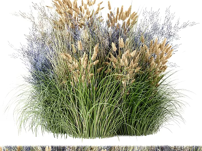 Tall Ornamental Grasses With Green And Golden Feathery Plumes For Natural Garden Decor 3d model