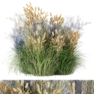 Tall Ornamental Grasses With Green And Golden Feathery Plumes For Natural Garden Decor 3d model