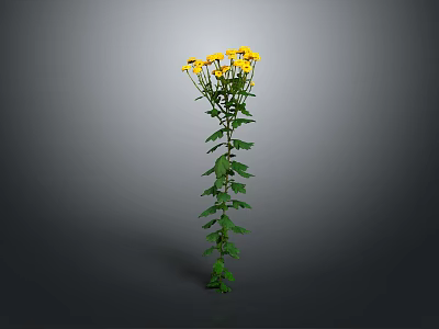 Tall Plant With Long Stem Green Leaves And Vibrant Yellow Flowers 3d model
