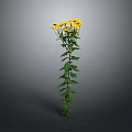 Tall Plant With Long Stem Green Leaves And Vibrant Yellow Flowers