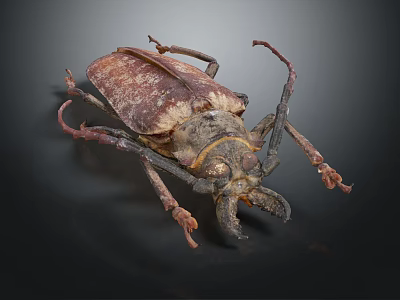 Detailed View of Flying Beetle with Brown Body Long Antennae and Legs on Black Background 3d model