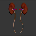 Realistic Human Kidneys Anatomy With Connected Blood Vessels Medical Illustration