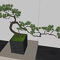 Bonsai Tree Curved Branches Green Pine In Gray Square Pot On White Platform White Wall
