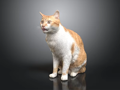 Orange and white cat sitting on shiny surface with dark background 3d model