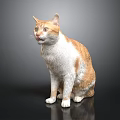 Orange and white cat sitting on shiny surface with dark background