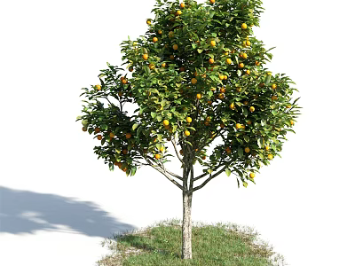 Tall Tree With Green Leaves And Yellow Fruits Growing On Grass Base 3d model