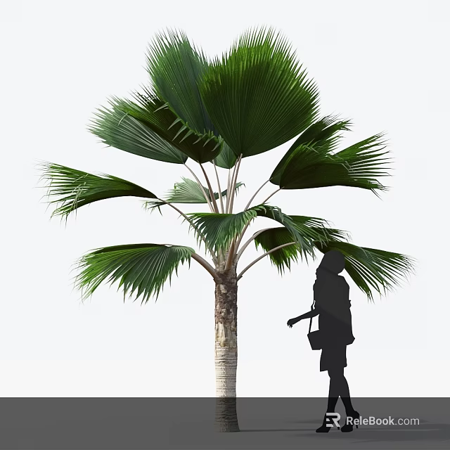 Tall Palm Tree With Large Green Fan Leaves And Trunk Near Silhouette Figure 3d model 