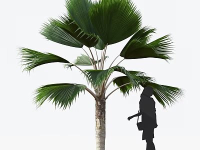Tall Palm Tree With Large Green Fan Leaves And Trunk Near Silhouette Figure 3d model