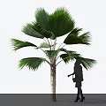 Tall Palm Tree With Large Green Fan Leaves And Trunk Near Silhouette Figure