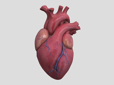 Human Heart Chest Organ Detailed 3D Model Showing Blood Vessels Anatomy 3d model