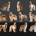 Afghan Hound Dogs In Various Poses With Light Brown White Fur On Black Background