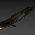 Fresh Whole Raw Fish Seafood With Dark Skin And Firm Flesh Texture