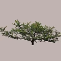 Lush Arbor With Green Leaves And Strong Branches Against Light Blue Sky