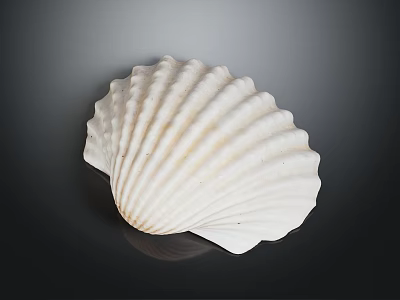 Natural White Marine Seashell With Ribbed Texture On Dark Background 3d model