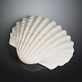Natural White Marine Seashell With Ribbed Texture On Dark Background 3d model