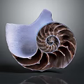 Elegant Nautilus Shell Decorative Ornament Set With Spiral Design And Natural Texture For Home Decor