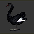 Swan bird black swan bird bird bird wild animal game animal cartoon character 3d model