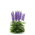 Colorful Delphinium Flowers Garden Decor With Purple Pink White Blooms And Green Foliage