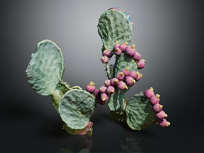 Natural Green Prickly Pear Cactus With Fresh Purple Fruits And Pads 3d model