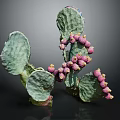 Natural Green Prickly Pear Cactus With Fresh Purple Fruits And Pads