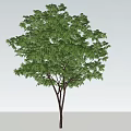 Isolated Healthy Arbor With Lush Green Foliage And Strong Straight Trunk