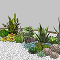 Various Types of Succulent Plants Growing in White Pebbles with Wooden Border