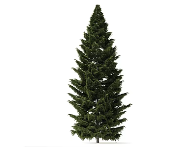 Tall Evergreen Arbor With Straight Trunk And Lush Green Foliage On White Background 3d model