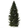 Tall Evergreen Arbor With Straight Trunk And Lush Green Foliage On White Background
