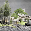 Zen Courtyard Garden With Bamboo Twisted Pine Tree Rocks Moss Gravel And Small White Statue
