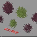 Purple Leaf Chokecherry Arbor With Ornamental Purple Foliage For Garden Landscaping