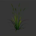 Lush Green Grass With Slender Stems And Leaves Featuring Yellow Stripes On Gray Background