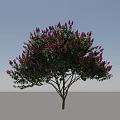 Flowering Arbor With Vibrant Pink Blossoms And Lush Green Leaves In Blue Sky Environment