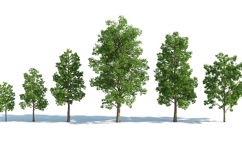 The Modern Tree 3d model