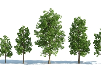 The Modern Tree 3d model